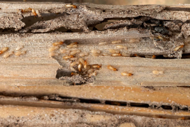 Belvedere, SC Pest Control Company